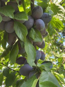 333293011_221333790384088_2730996146407763798_n