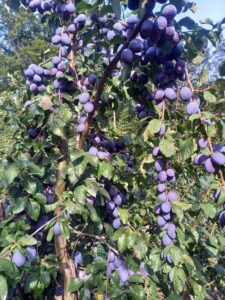 333520587_885875336005367_5647793895279981839_n