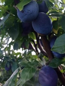 334164410_881329856312783_8783728308713065211_n